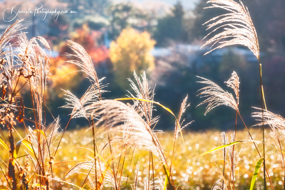 Back lit grasses in a magical setting on autumn trees background